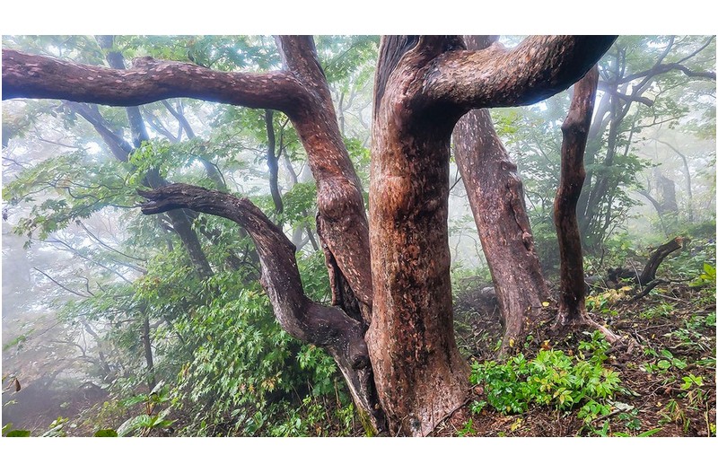 누구도 담지 못하고 볼 수 없는 것 이런 걸 사진이라 한다.