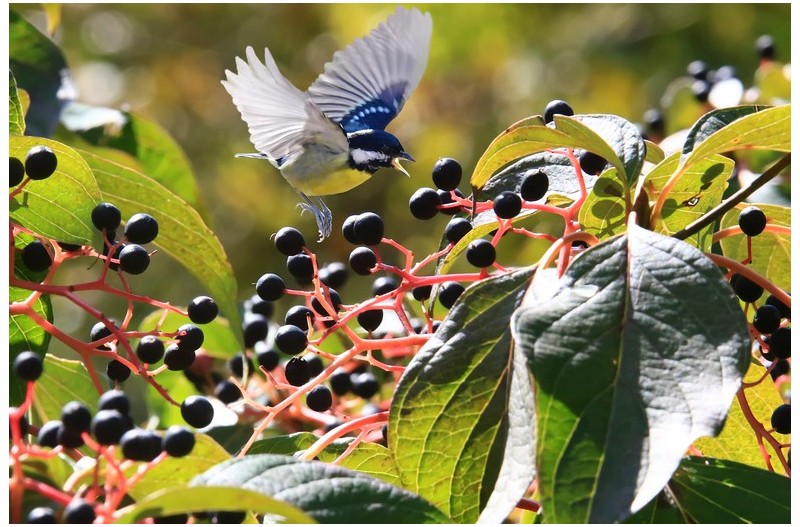 노랑배 진박새`