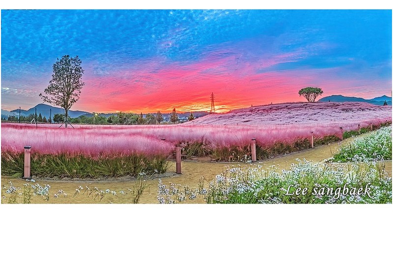 핑크뮬리 여명빛