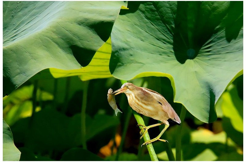덤불헤오라기 고기사냥`