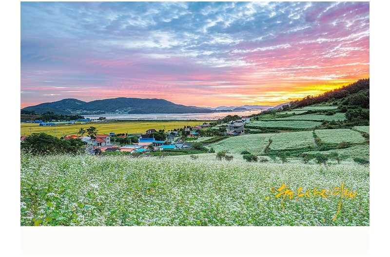 메밀 꽃 필 무렵