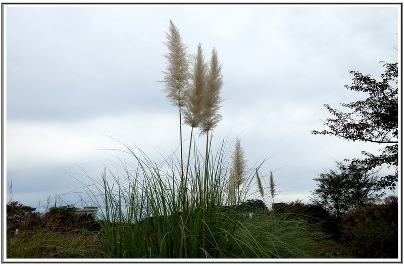 이름 모를 갈대