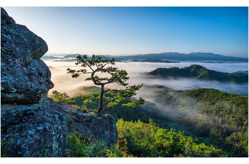 마이산과 소나무