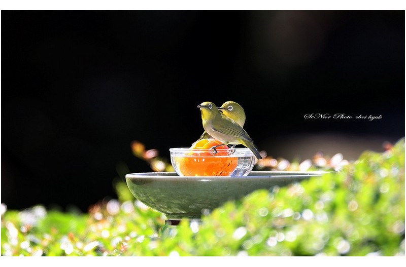 아그들이 왔네요   ㅡㅡㅡㅡㅡㅡㅡㅡㅡㅡㅡㅡㅡ