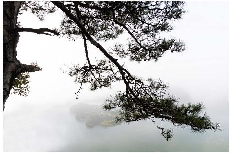 옥정호와 소나무