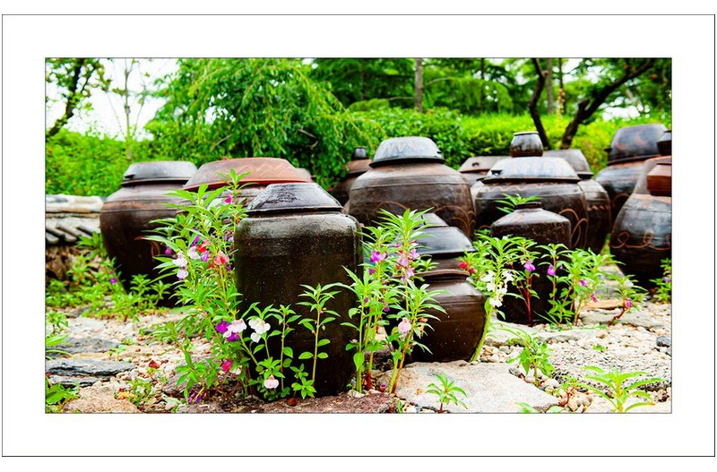 봉숭화  핀 장독대...