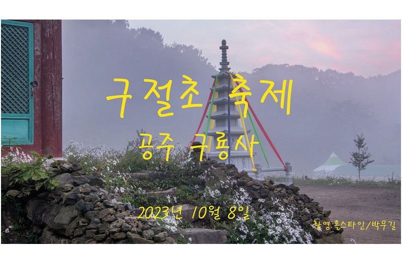 구절초-공주 구룡사