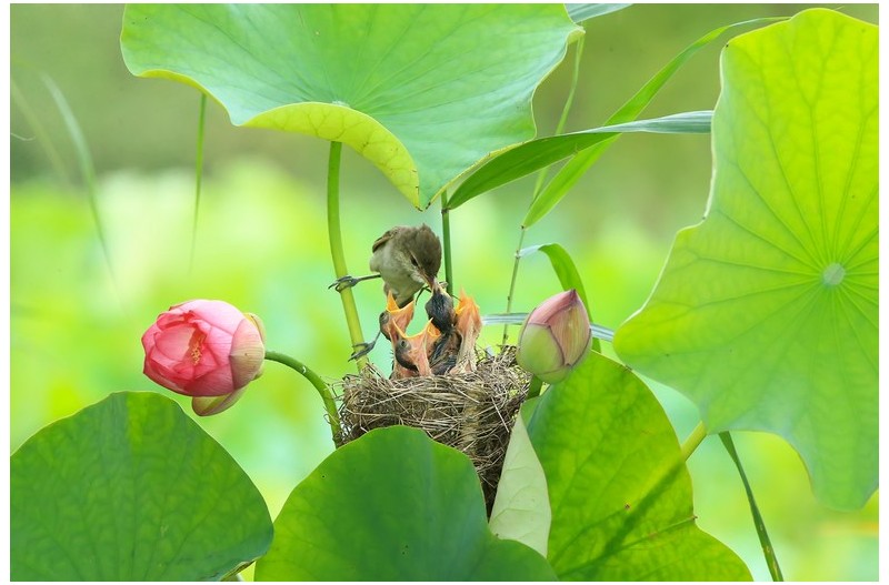 연 밭에 개개비`