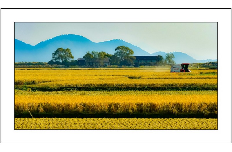 순천만의  가을..