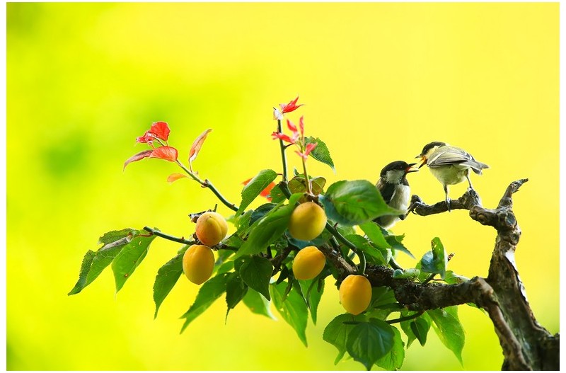 박새 가족 살구에--`