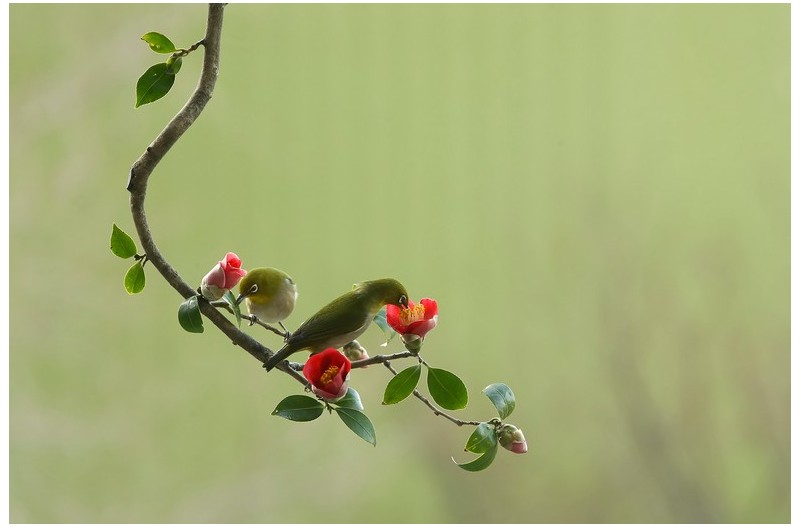 동백꽃에 들어온 새`
