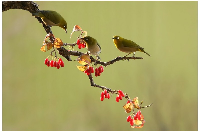 아름다운 열매에 들어온 새`
