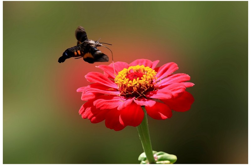 백일홍향기에들어온 박각시`