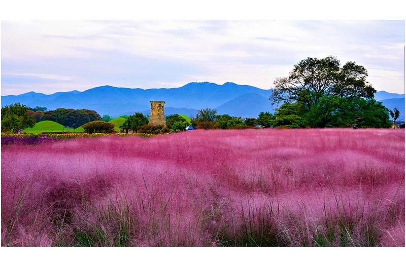 경주는 핑크빛 가을