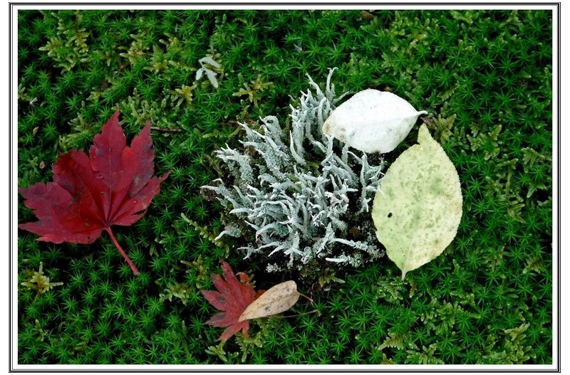 청록 과 단풍 잎