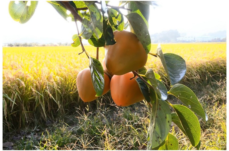 풍요로운 계절`