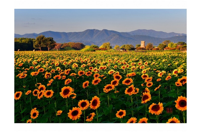 천년의 땅 해바라기