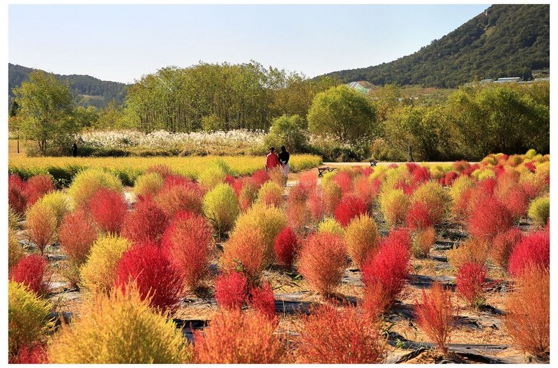 댑사리 물드느 곳