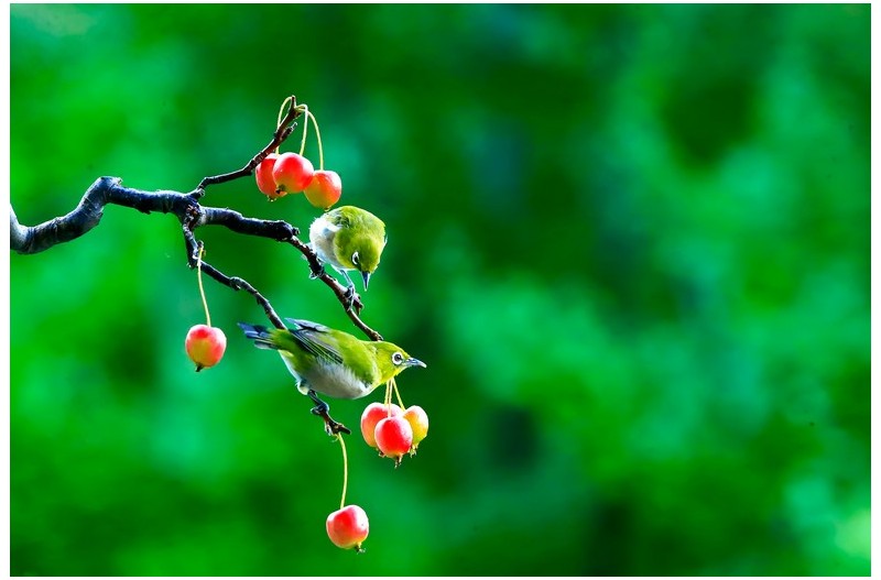 애기사과에 들어온 새`