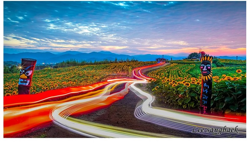 해바라기밭 괘적