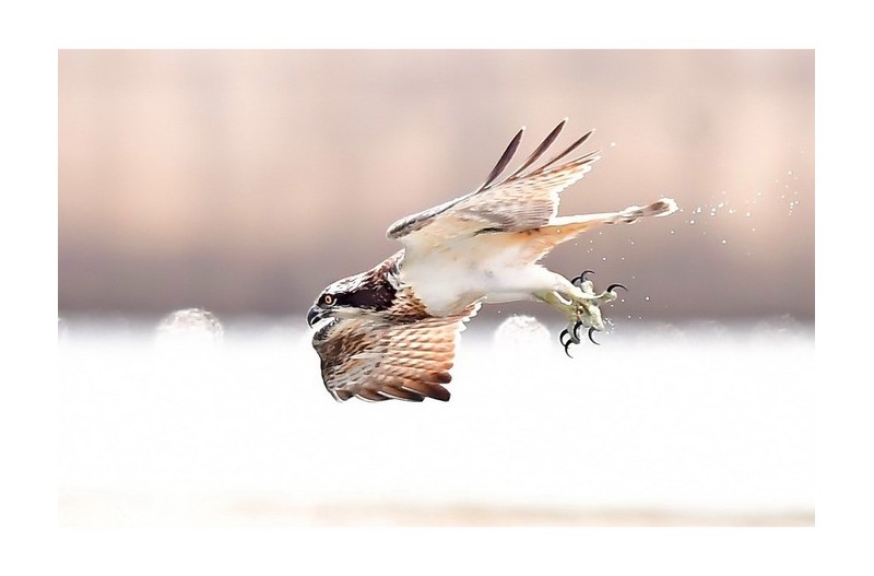 형상강 물수리의 묘기