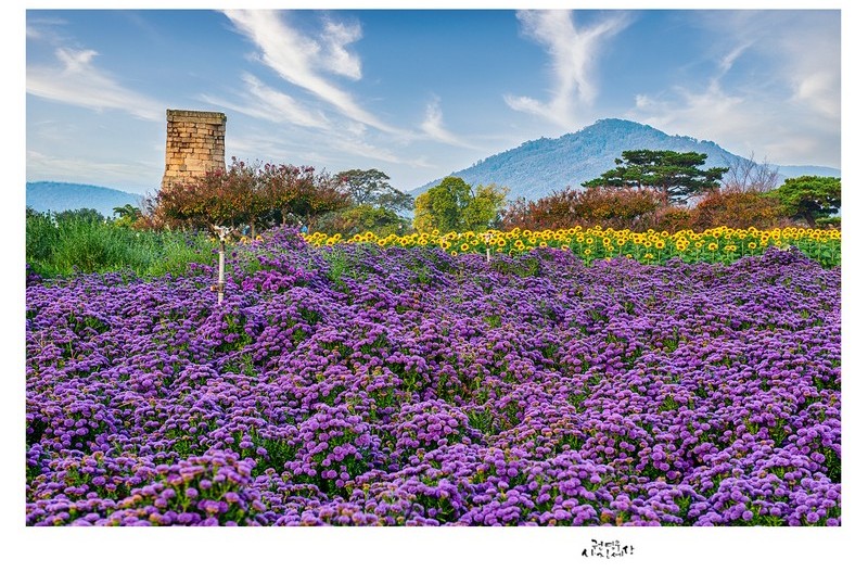 라벤더향 가득한 보랏빛 가을