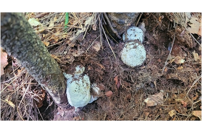 현재 우리나라에서 가장 비싼 댕구알버섯