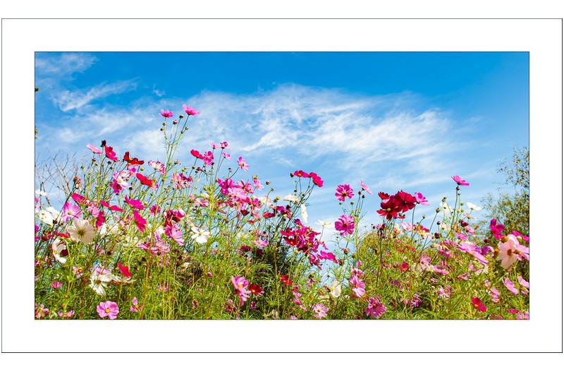 코스모스필때에....