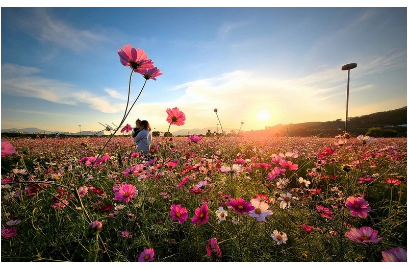 하중도 코스모스