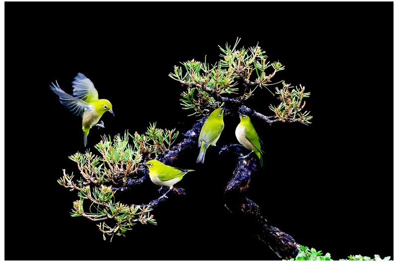 소나무에 않은 멋진 새`