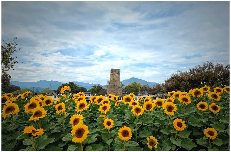 첨성대와 해바라기