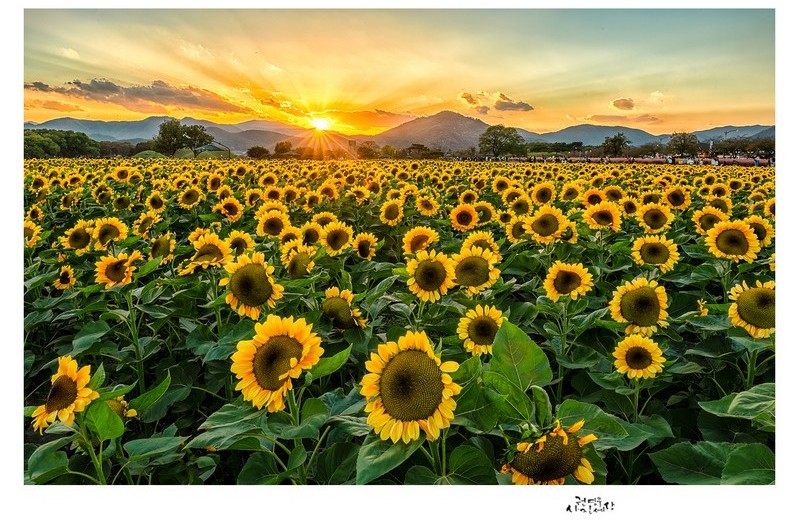일몰의 해바라기