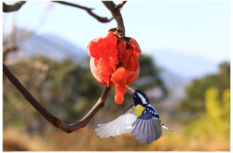 감홍시을 좋아하는 새들`