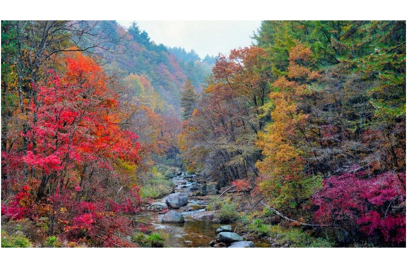 비내리는 오대산 추색