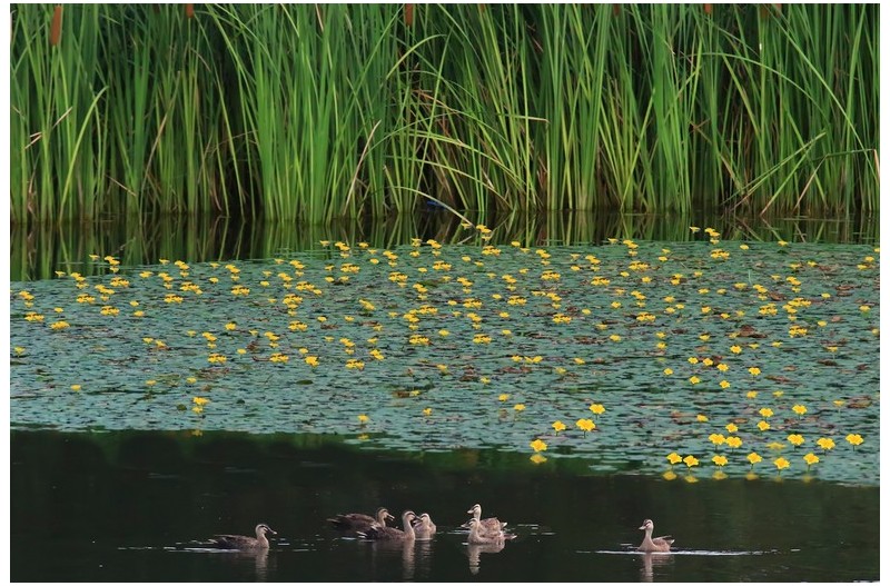 노랑어리개와흰빰 오리`