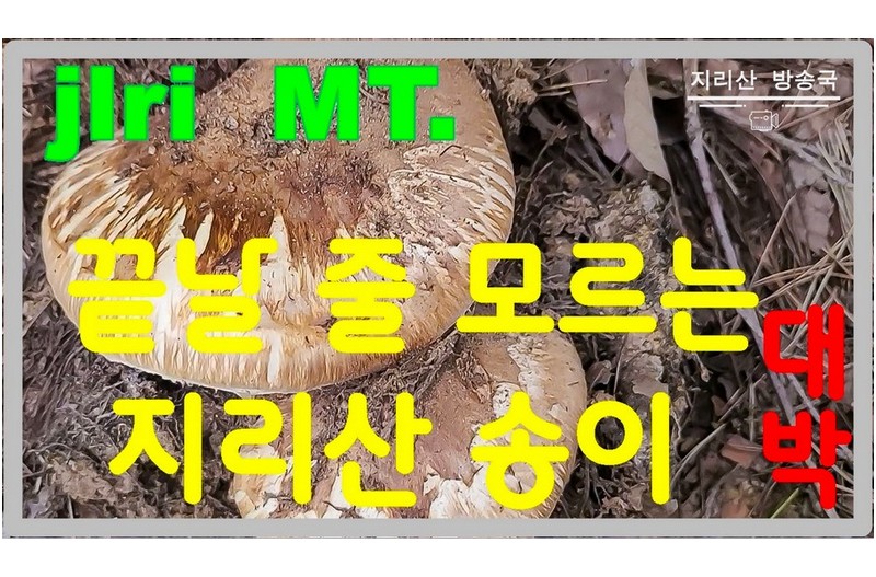 지리산 송이 끝 날줄 모르고