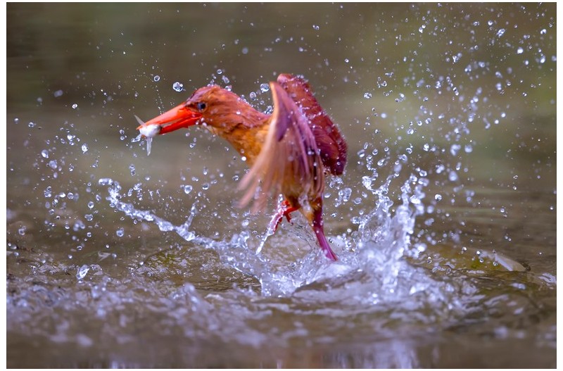 호반새 먹이사냥`