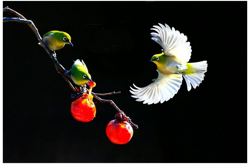 감홍시와 동박이`