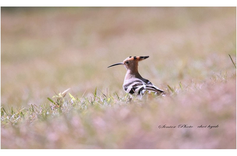 ㅡㅡㅡㅡㅡㅡㅡ  철지난새와  동박이  ㅡㅡㅡㅡㅡㅡㅡㅡㅡㅡ