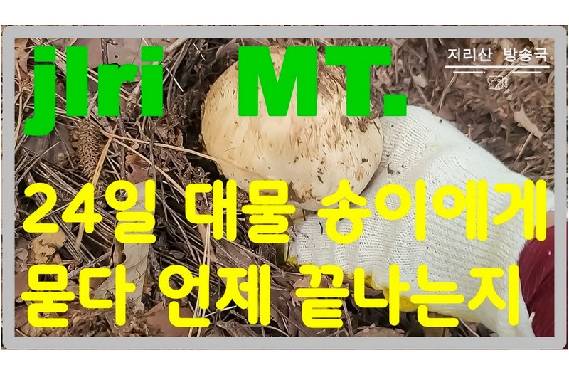 올해 송이버섯 언제 끝날지 ?