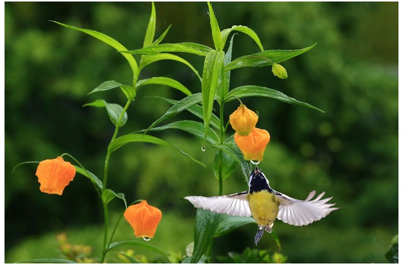 아름다운꽃과새들`