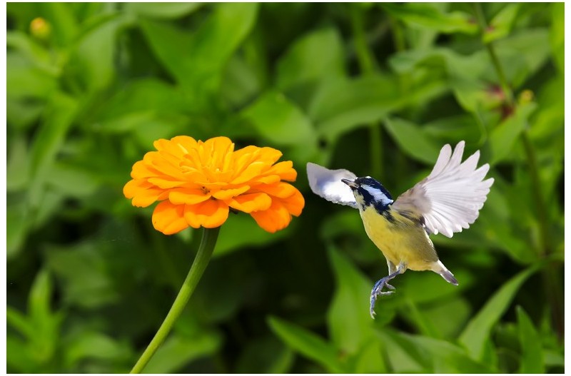 백일홍에 들어온 진박새`