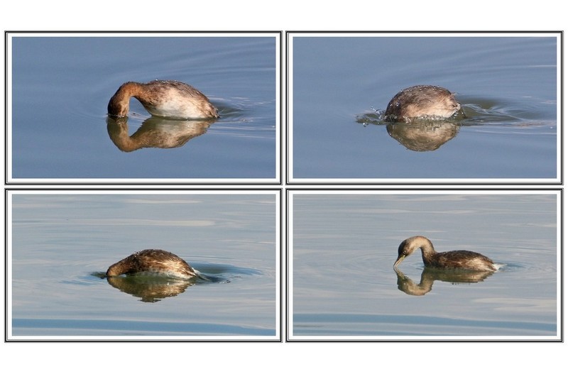 산냥중 인 논 병아리