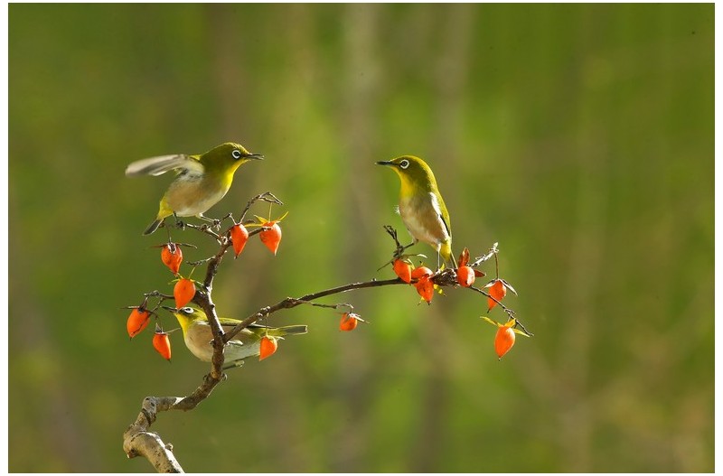 ㅇ야시[일본감]`