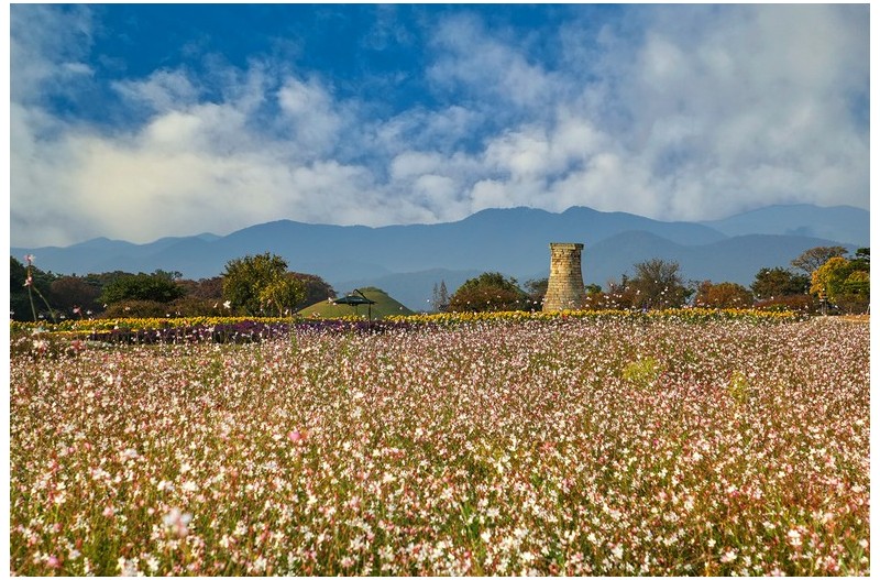 첨성대와 바늘꽃