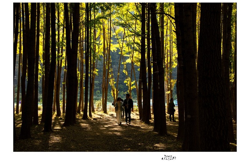 도리마을의 은행