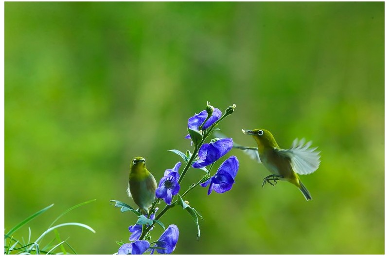 능수화 꿀을따는 동박이`