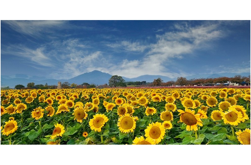 해바라기 - 파노라마