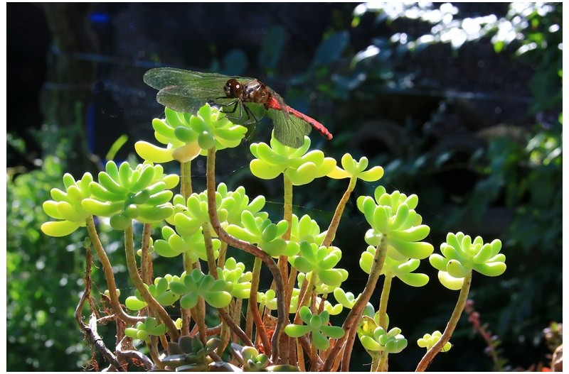 별레잡이 제비꽃과 잠자리`