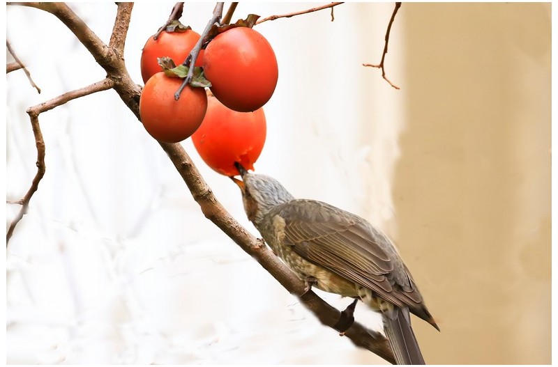 감홍시을 잘먹는 새`